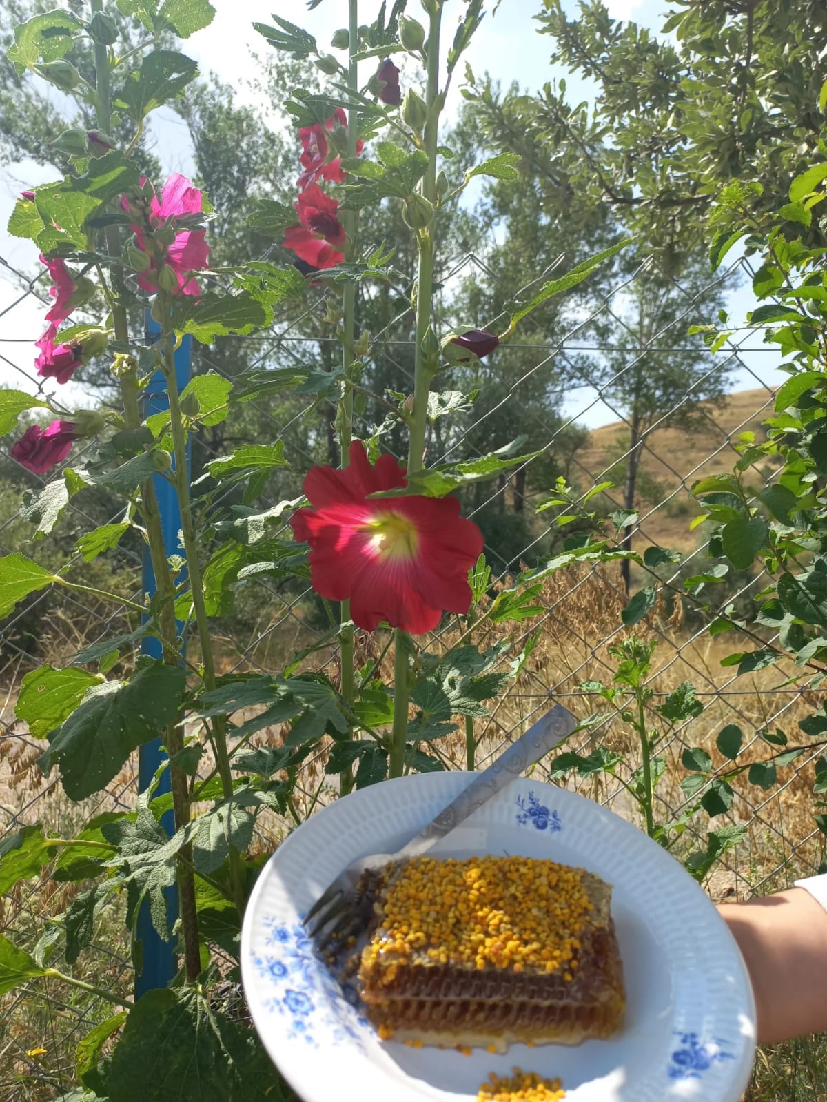 Babustan Bal